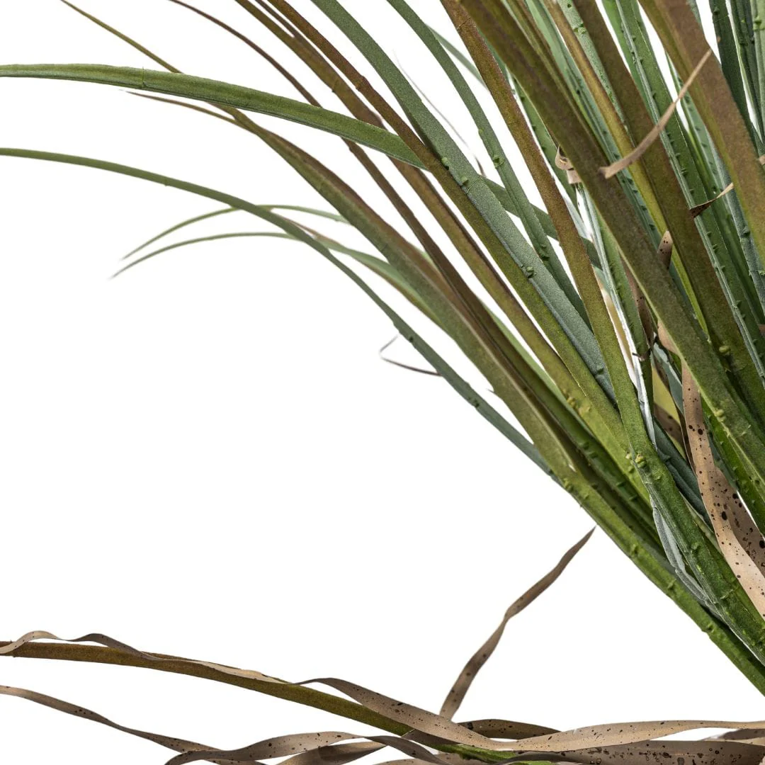 Wild Yucca Tree | Interior Decor Plant | 110 cm - Image 6